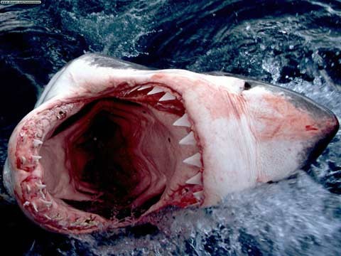 Cá mập trắng